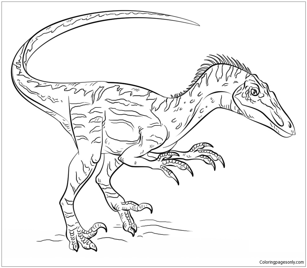 Velociraptor Dinosaur 1 Coloring Page Free Coloring Pages Online