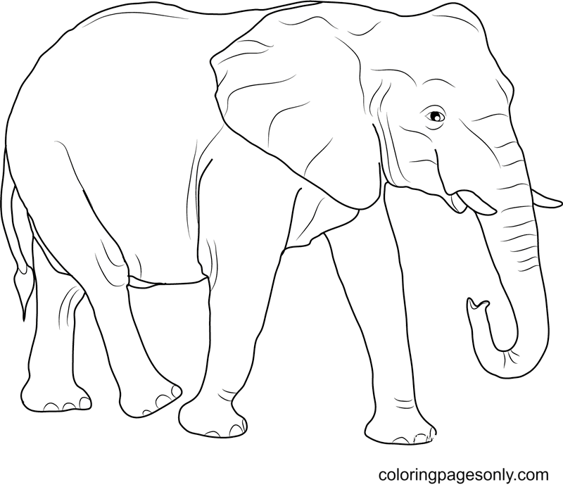 Free African Elephant Coloring Page Free Printable Coloring Pages