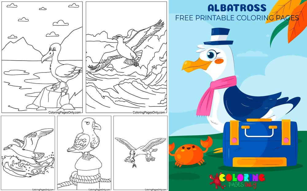 Albatross