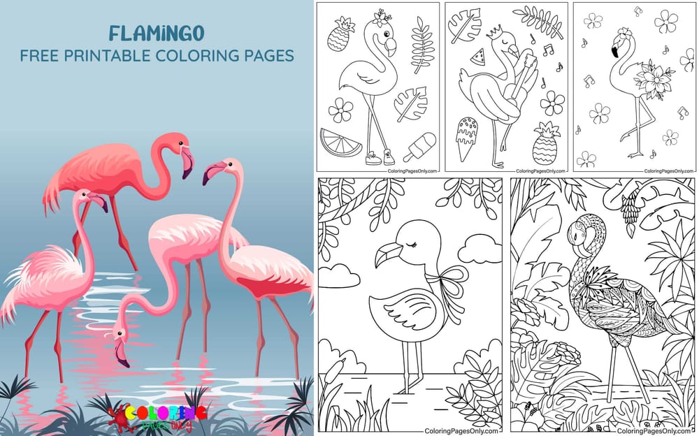 Flamingo