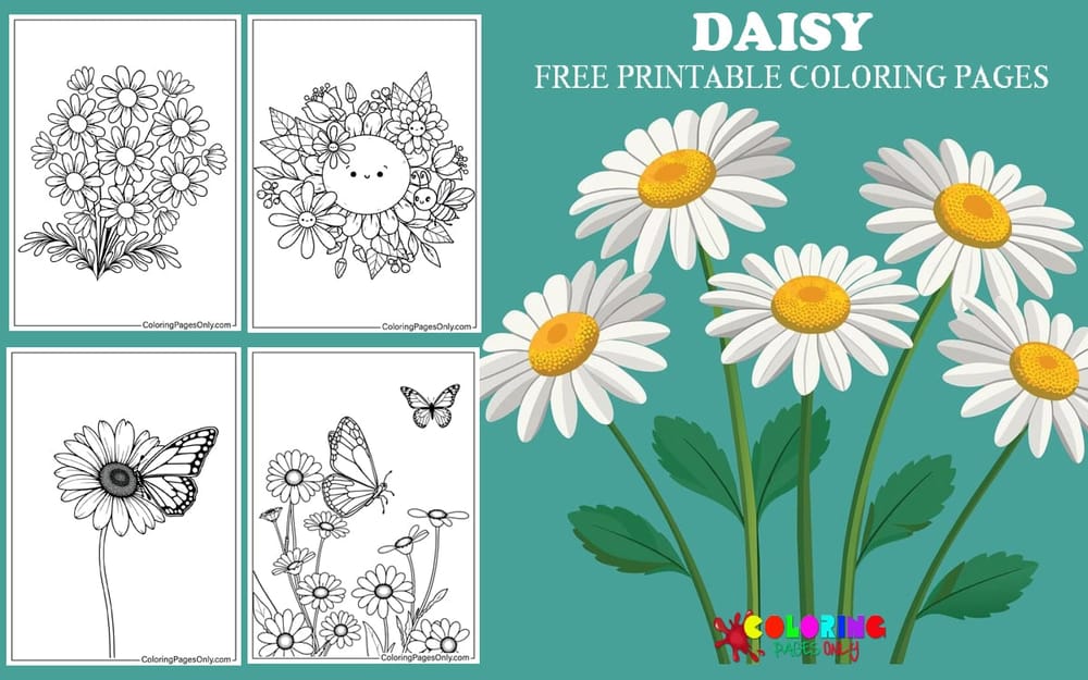 Daisy