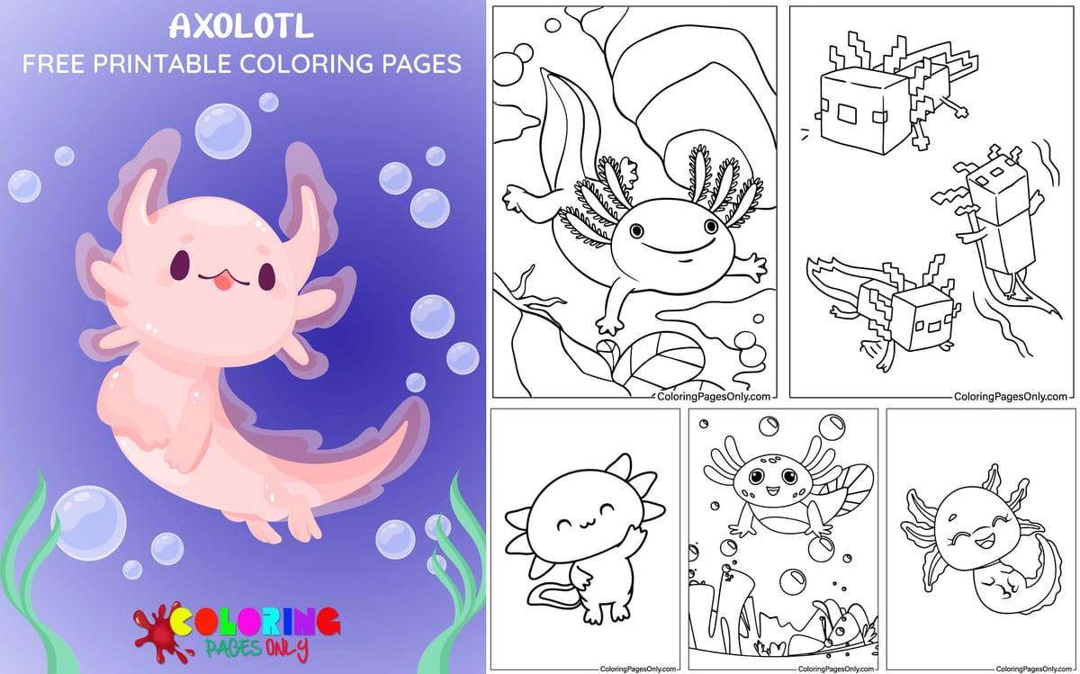Axolotl