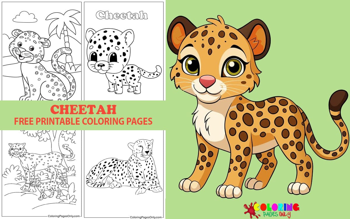 Cheetah