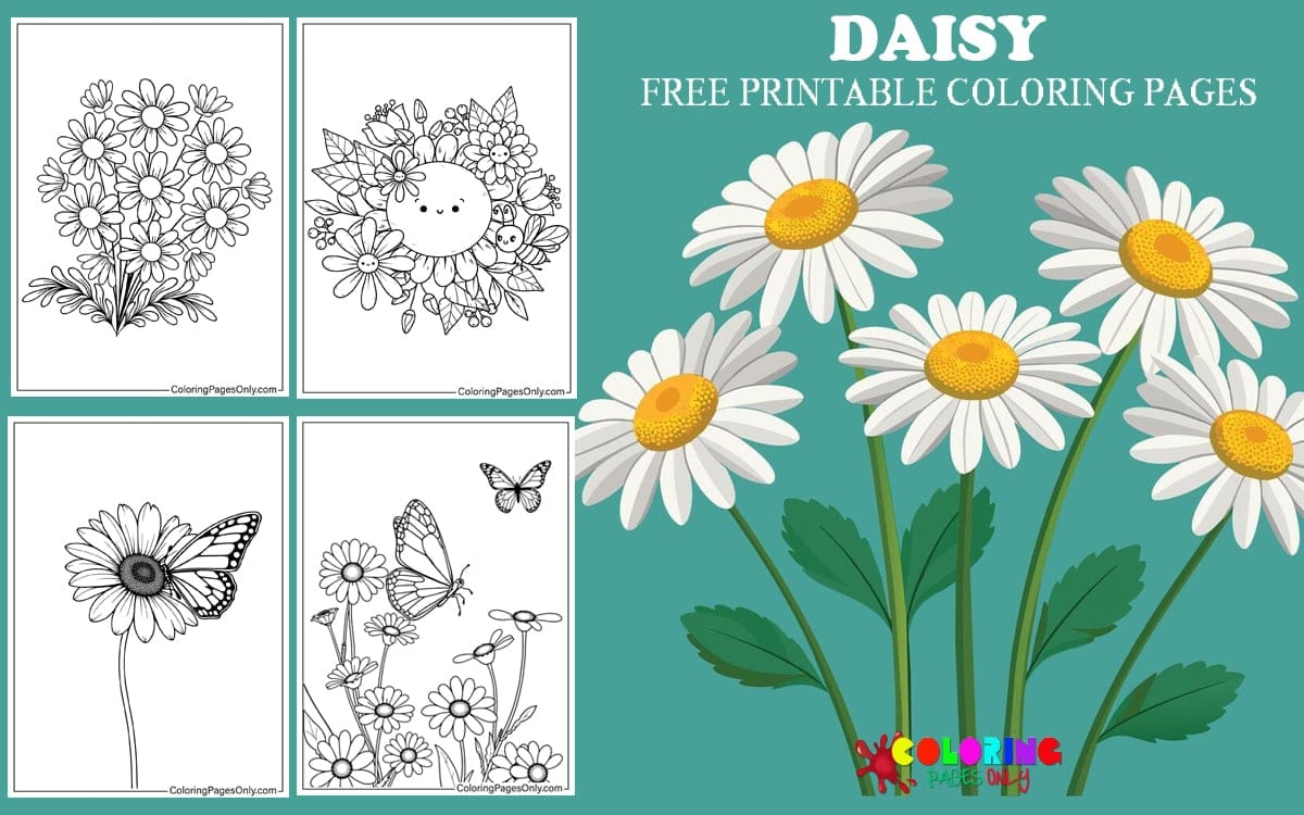 Daisy