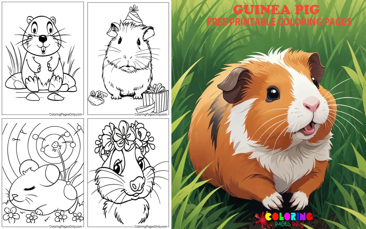 Guinea Pig