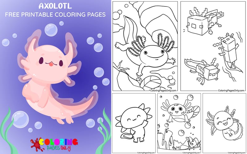 Axolotl