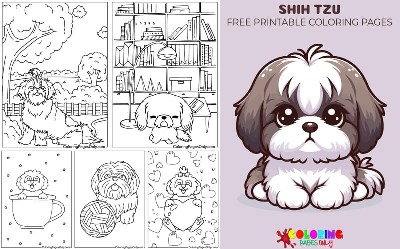 Shih Tzu