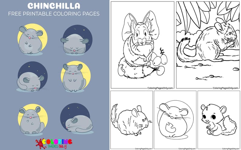 Chinchilla