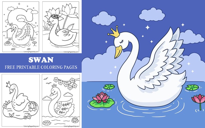 Swan
