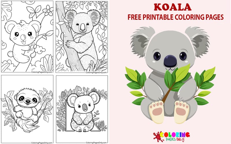 Koala