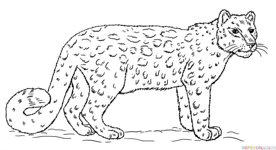 How To Draw A Snow Leopard Draw Tutorials Coloringpagesonly Com