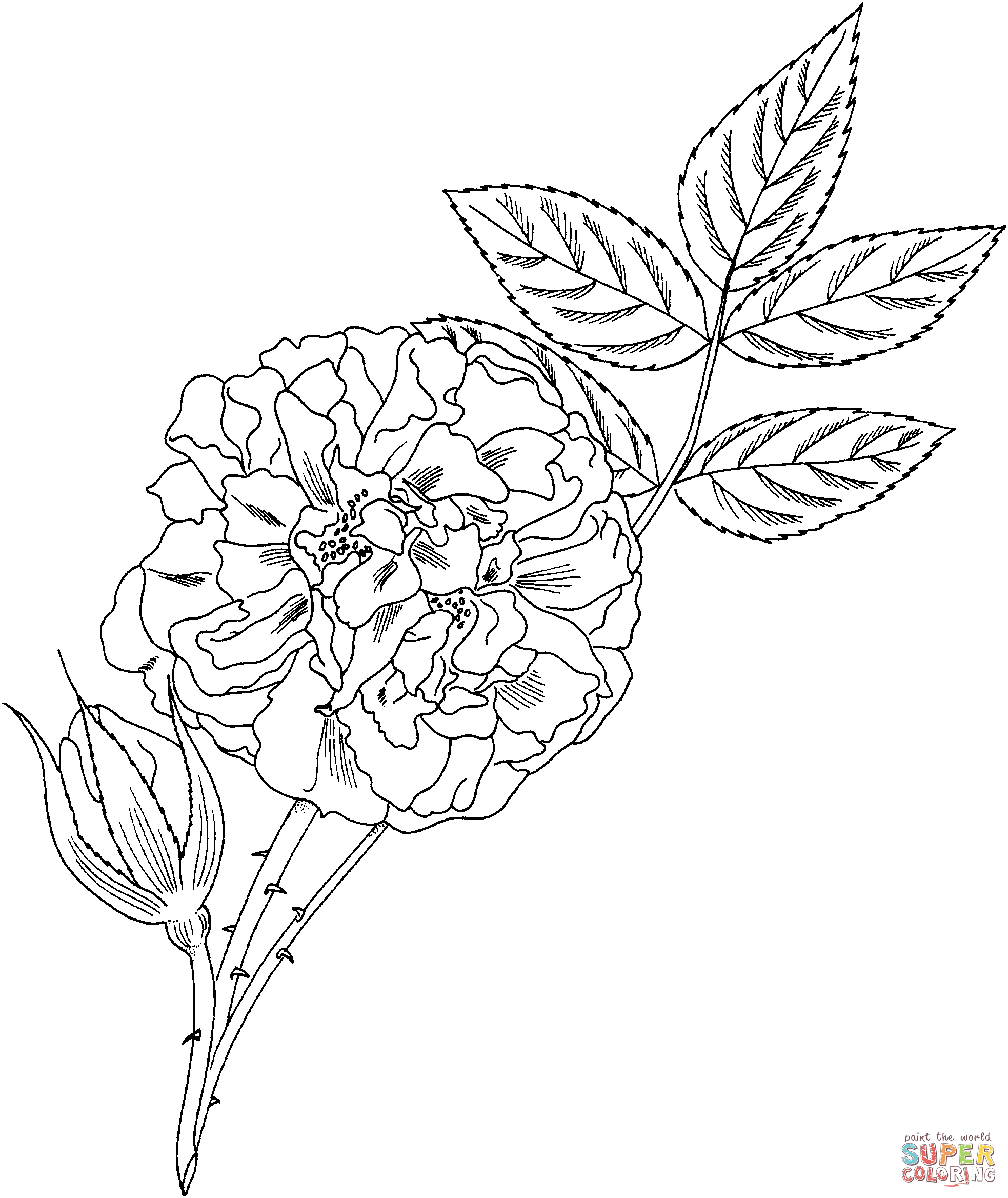 'Great Maiden's Blush' Alba Rose Coloring Pages