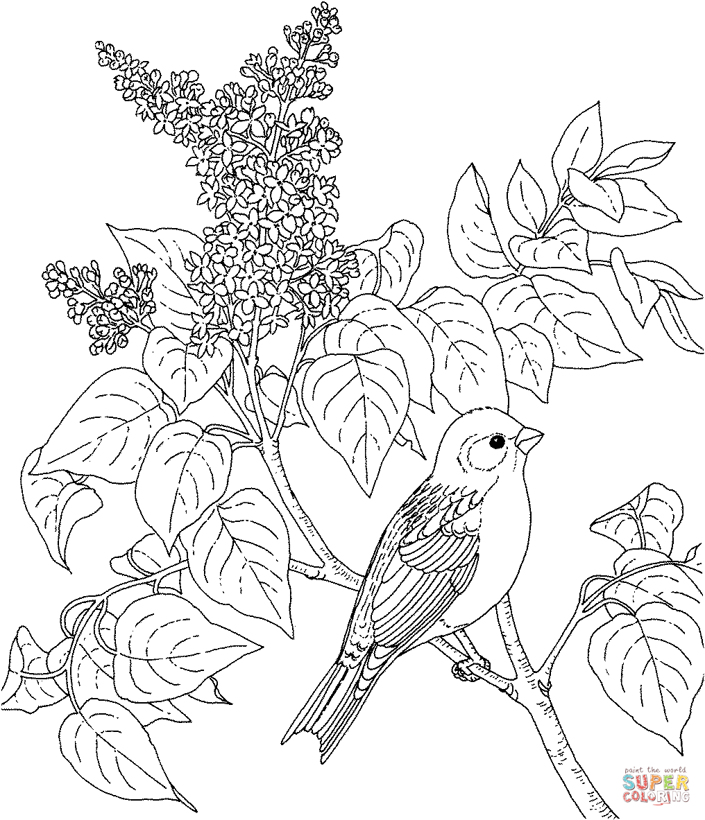 New Hampshire Purple Finch and Purple Lilac Coloring Page
