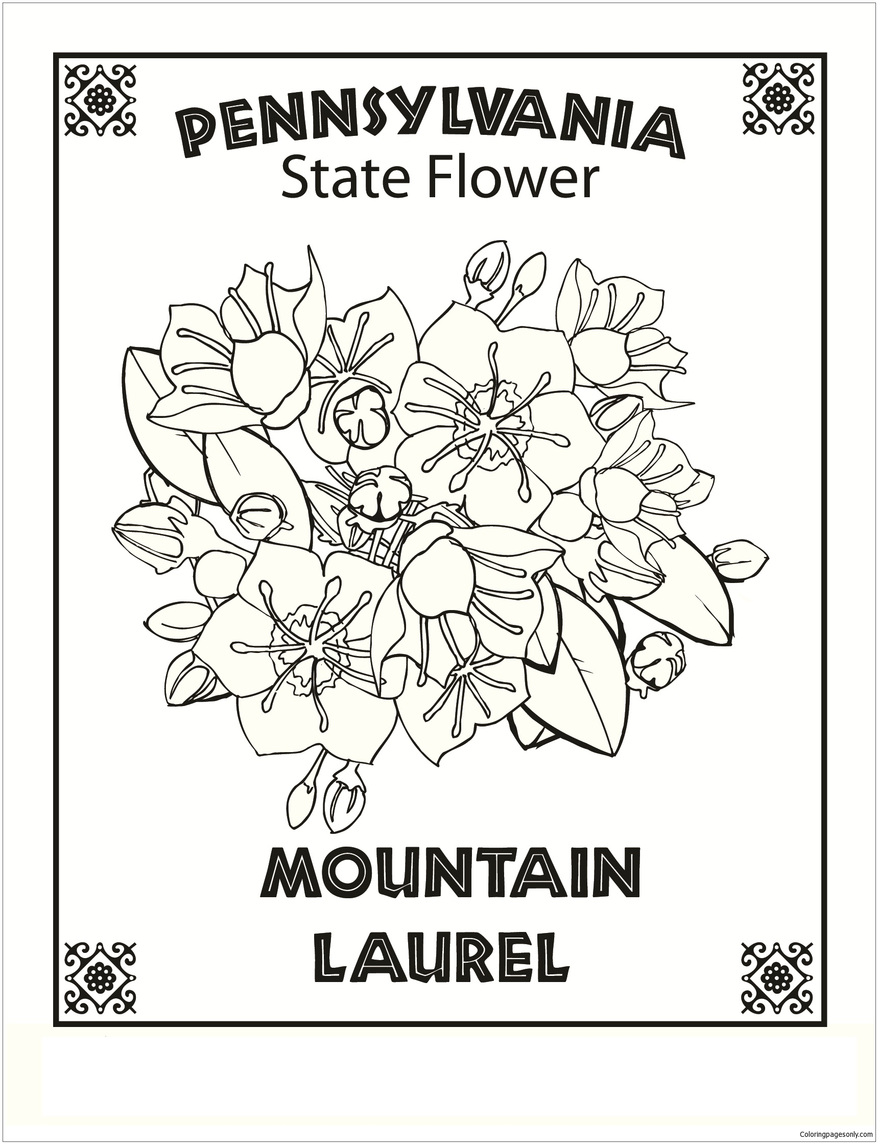 Pennsylvania State Flower Coloring Pages Free Printable Coloring Pages