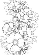 Pagina da colorare di Cherokee Rose