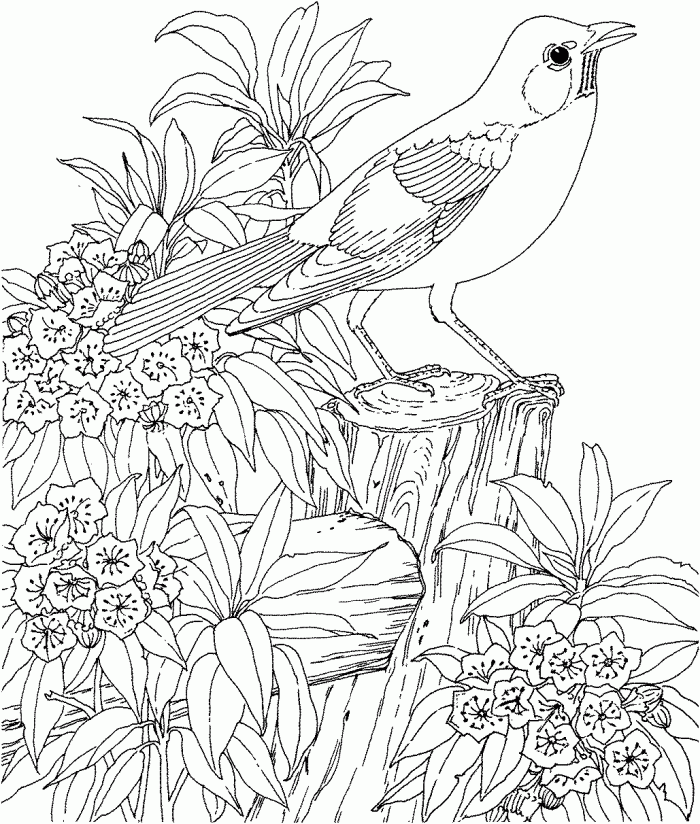 Página para colorir de pássaros e flores