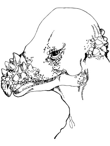 رأس Pachycephalosaurus من الديناصورات Saurischian