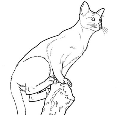 Abyssinian Cat Coloring Pages