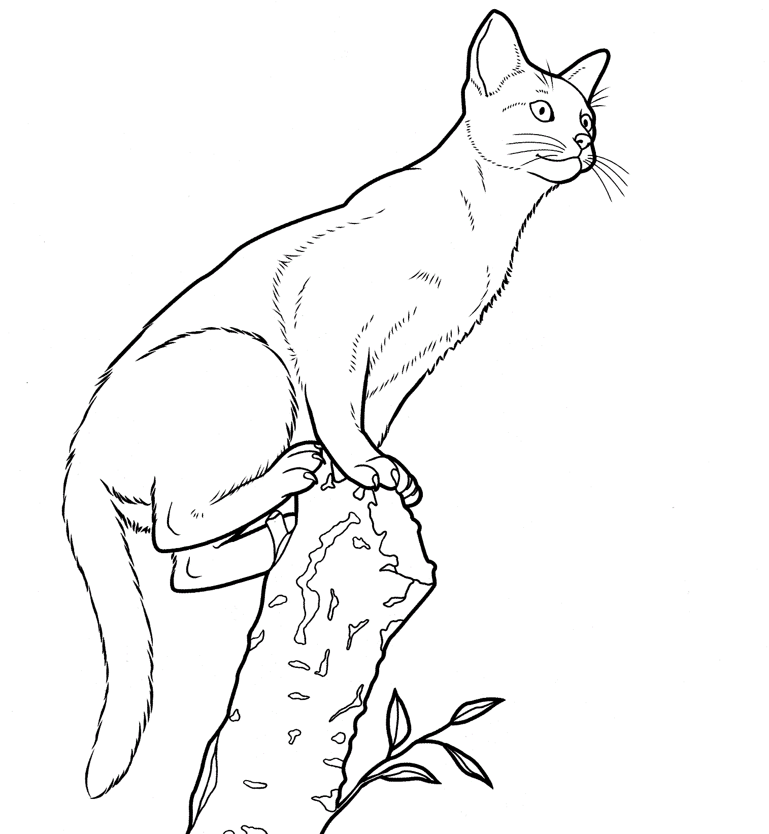 Abessijnse kat uit Cat