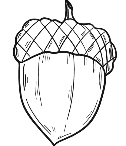 Acorn Coloring Pages