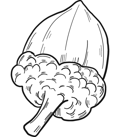 Acorn Coloring Pages