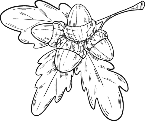 Acorns with oak leaves Coloring Pages