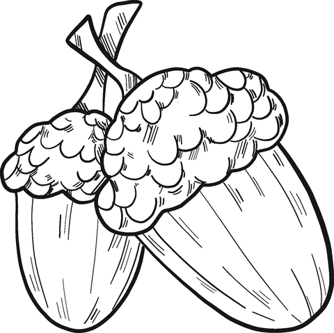 Acorns Coloring Pages