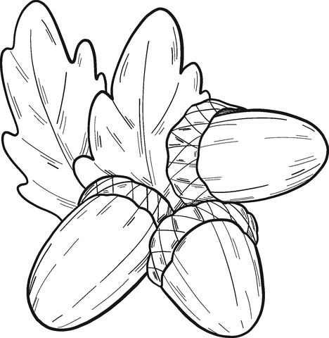 Acorns Coloring Pages