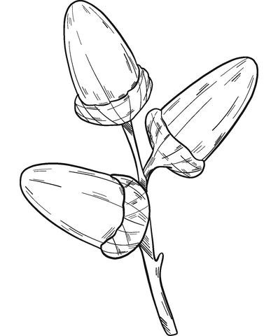 Acorns Coloring Pages