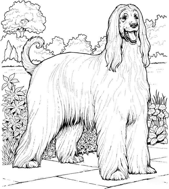 Afghan hound dog Coloring Pages