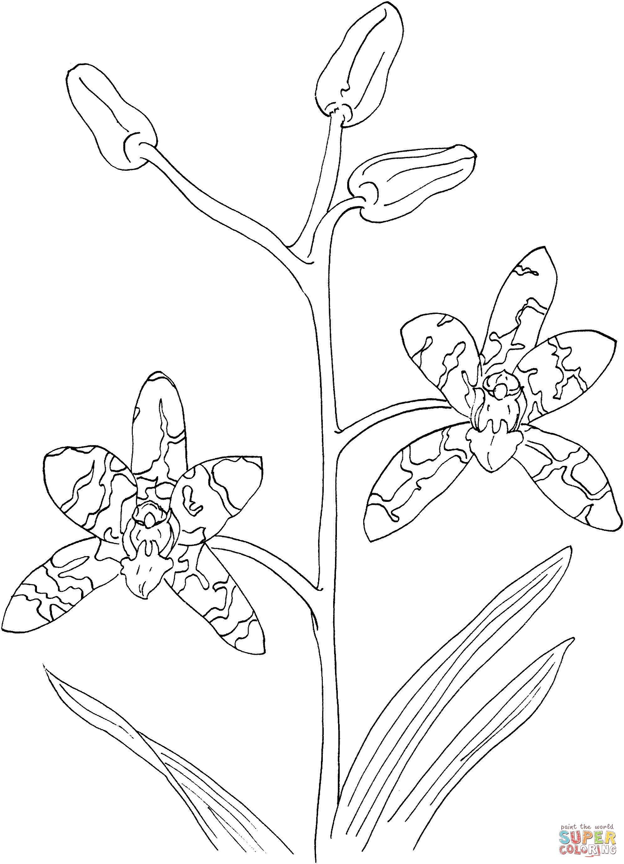 African Ansellia or Leopard Orchid Coloring Page