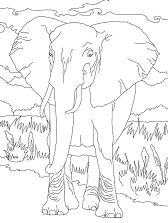 African Bush Elephant Coloring Page