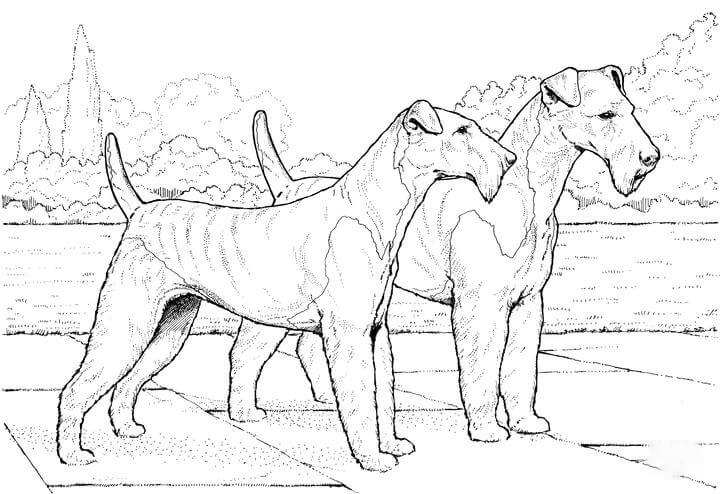 Airedale Terrier Coloring Pages