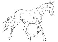 Akhal Teke Horse Coloring Page
