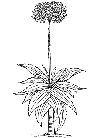 Aloe barbadensis Miller or Aloe Vera Coloring Pages