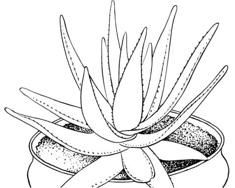 Aloe Marlothii Houseplant Coloring Pages