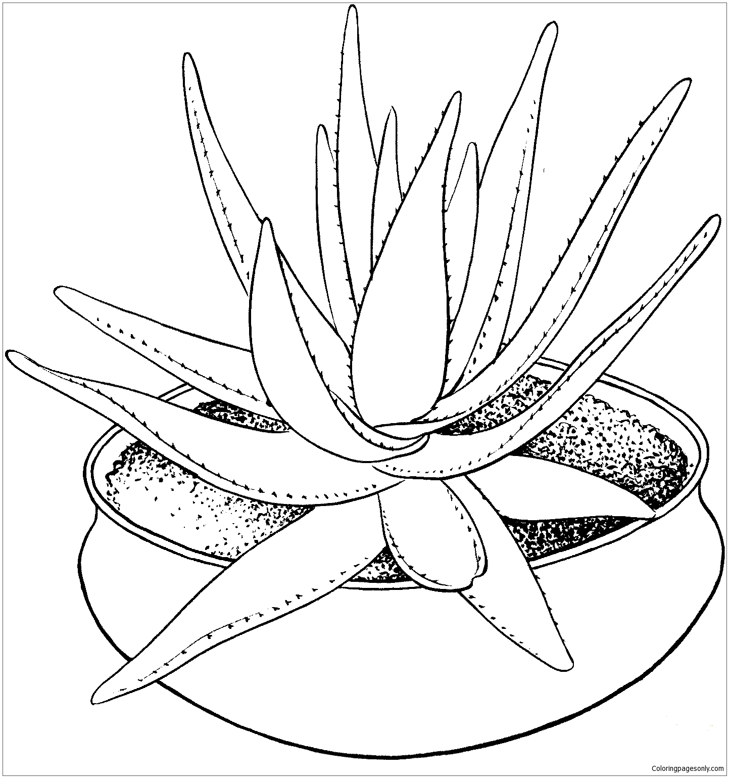 Aloe Marlothii Houseplant Coloring Page
