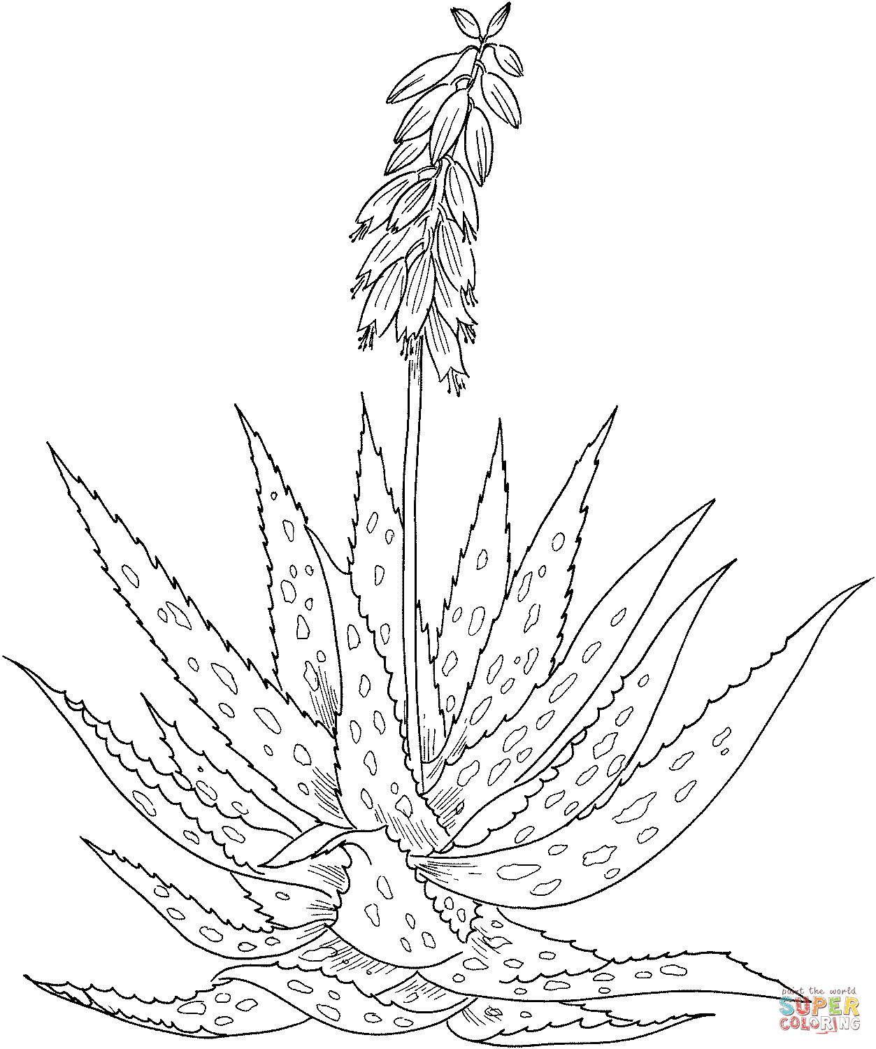 Aloe vera d'Aloès