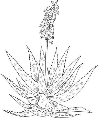 Aloe vera Coloring Pages
