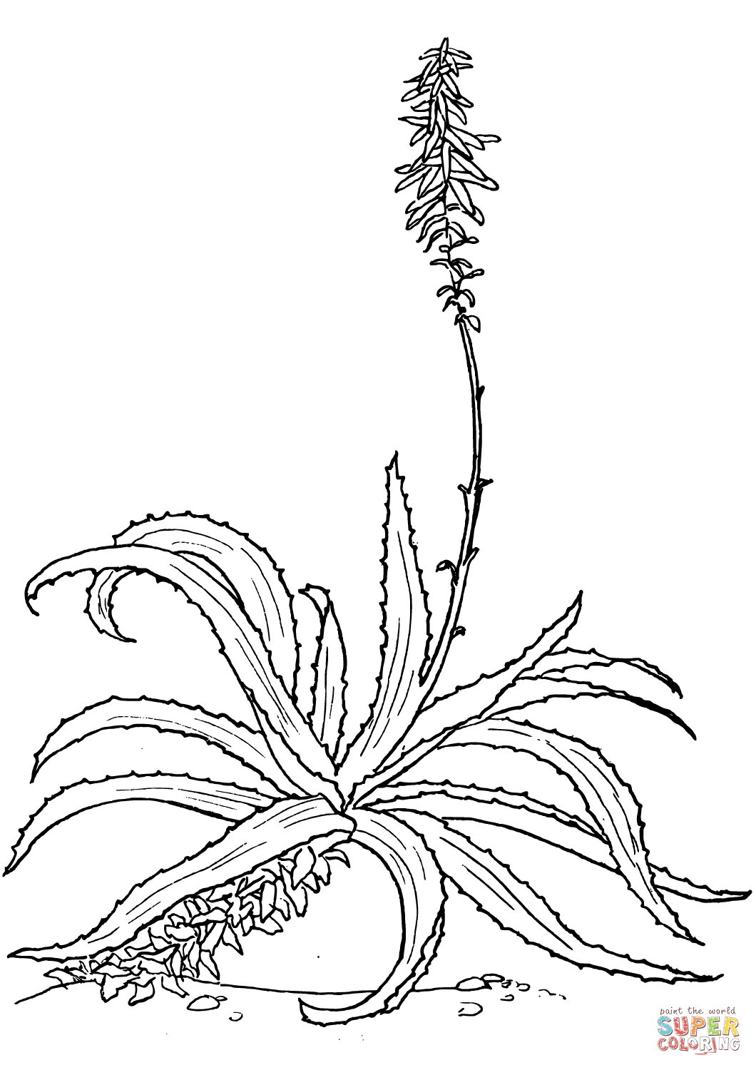 Aloe vulgaris aus Aloe
