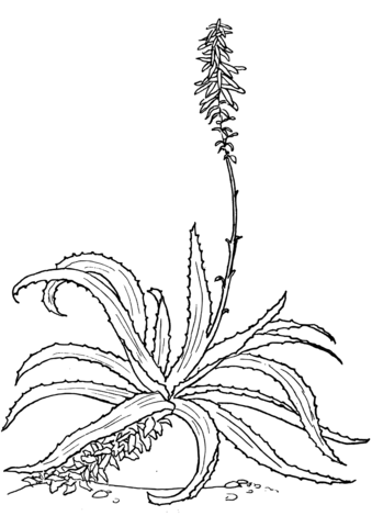 Aloe vulgaris Coloring Page