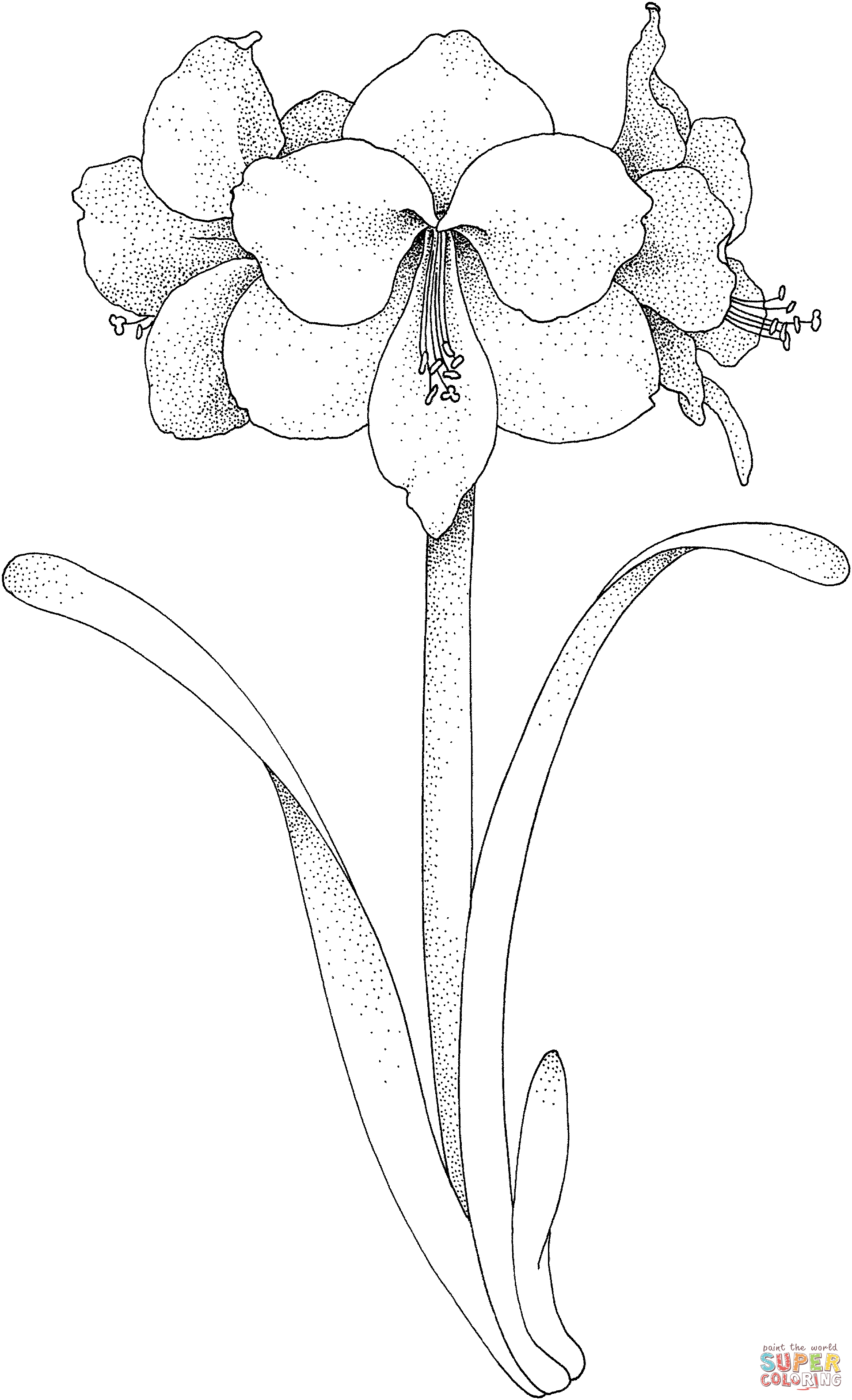 Amaryllis Flower Coloring Pages