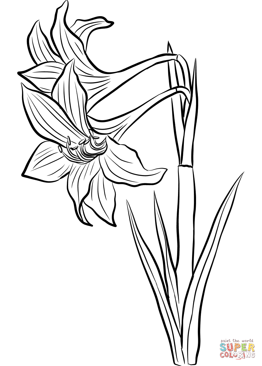 Amaryllis Coloring Pages