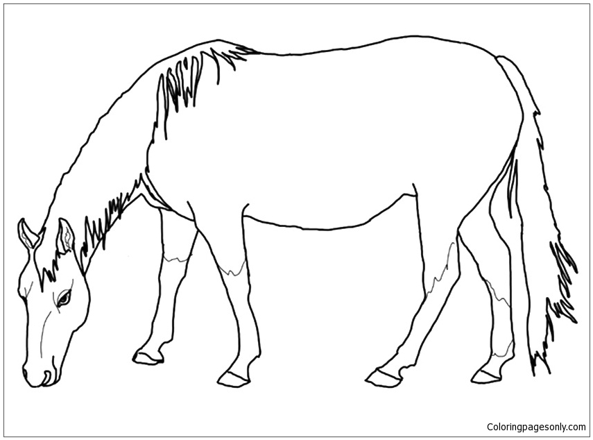 American Quarter Horse Coloring Page