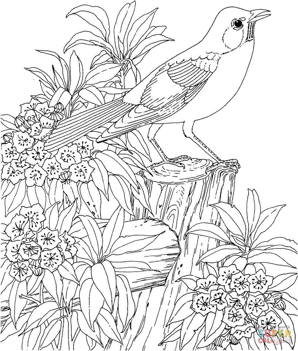 Pettirosso americano e uccello e fiore dello stato del Connecticut di Mountain-Laurel di Laurel