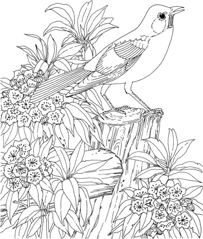 American Robin and Mountain-Laurel Connecticut State Bird and Flower Coloring Pages