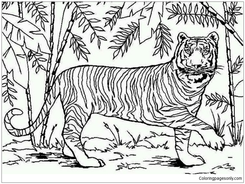 An Asian Tiger In Bamboo Forest Coloring Pages