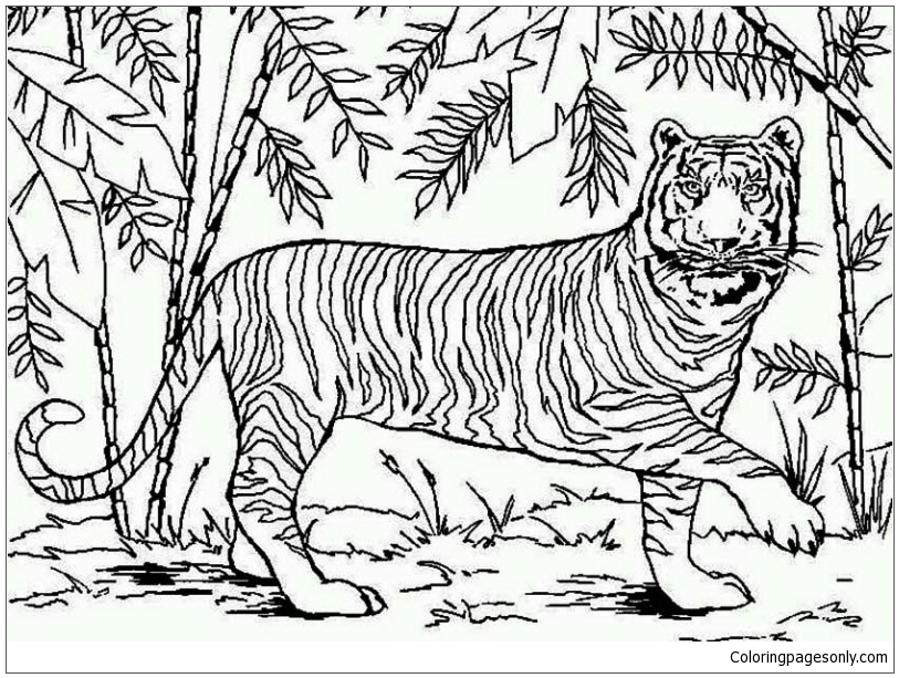 An Asian Tiger In Bamboo Forest Coloring Page Free Coloring