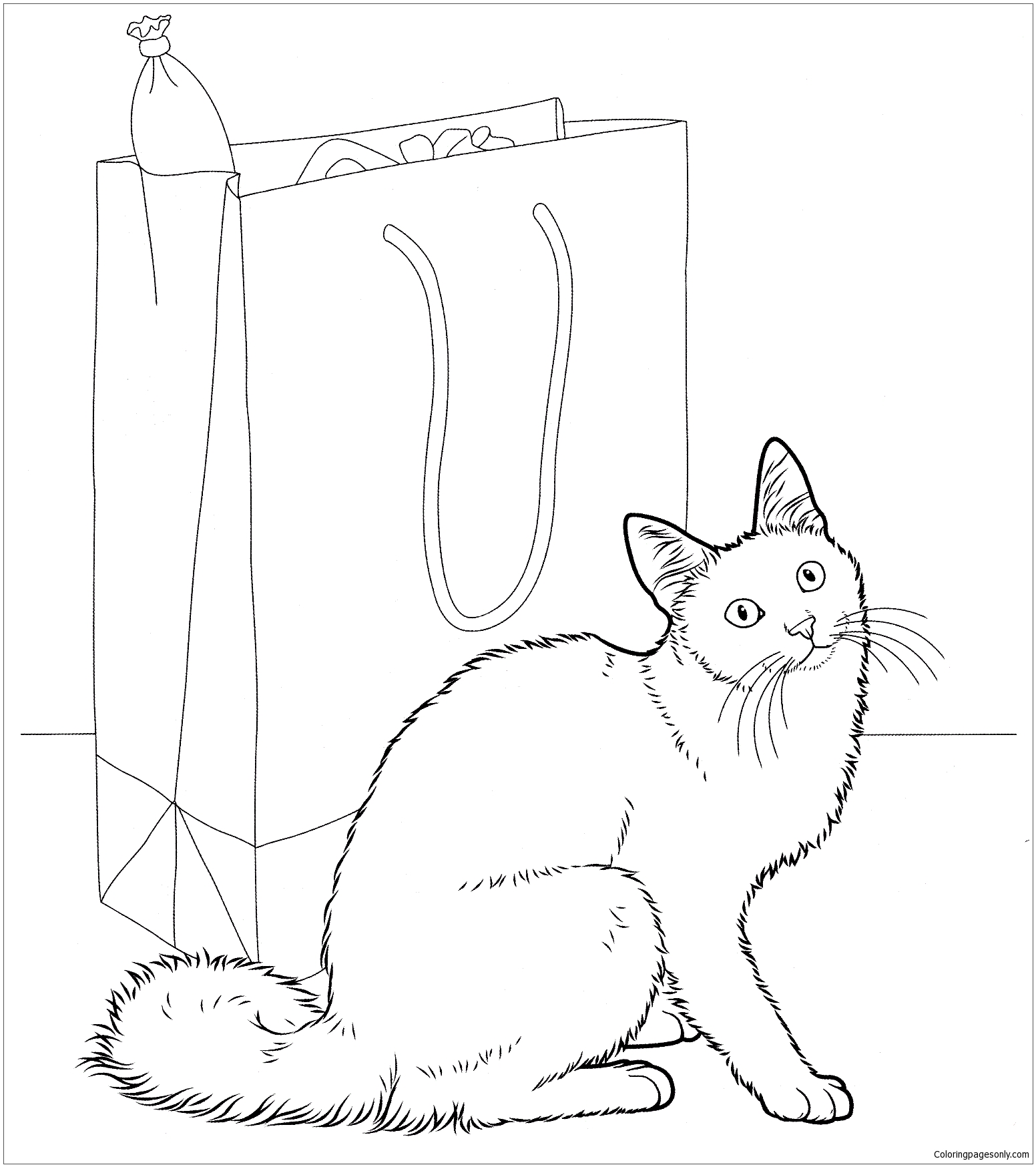Angora Cat from Cat