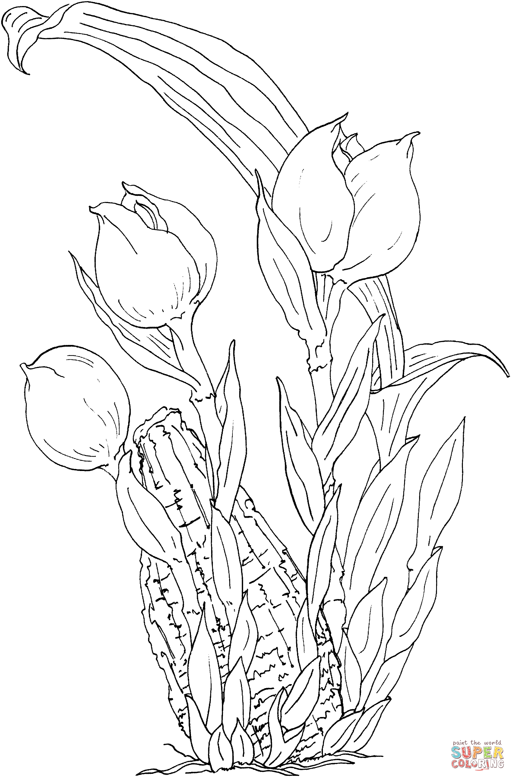 Anguloa Ruckeri o Tulip Orchid di Orchid
